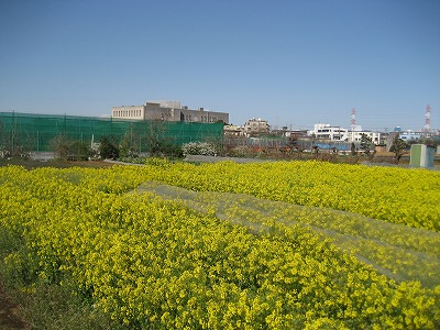 裏の畑の菜の花と富士山